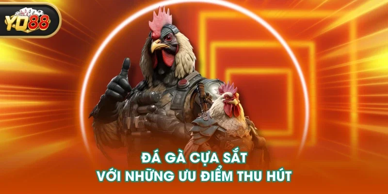 Đá gà cựa sắt với những ưu điểm thu hút Đá gà cựa sắt với những ưu điểm thu hút