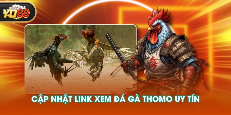 Cập nhật link xem đá gà Thomo uy tín