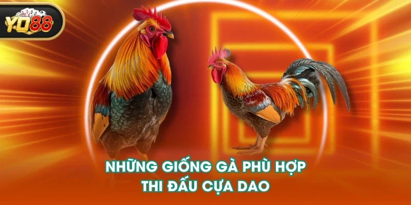 Những giống gà phù hợp thi đấu cựa dao Những giống gà phù hợp thi đấu cựa dao